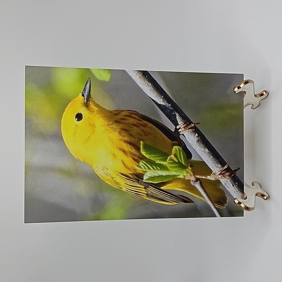 NobleCaptures Other - 4x6‎ Yellow Warbler Bird Photography Oil Painting Art Print
